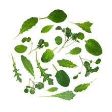 Wholesale B&W Power 4 Baby Leaf Blend- Bulk