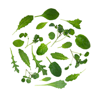 Wholesale B&W Power 4 Baby Leaf Blend- Bulk