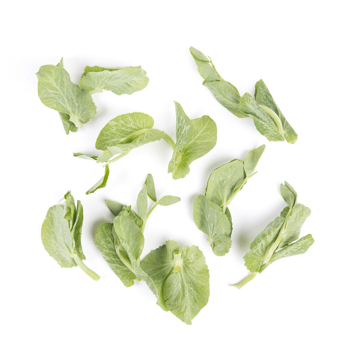 Wholesale BoxNCase Pea Leaves- Bulk