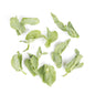 Wholesale BoxNCase Pea Leaves- Bulk