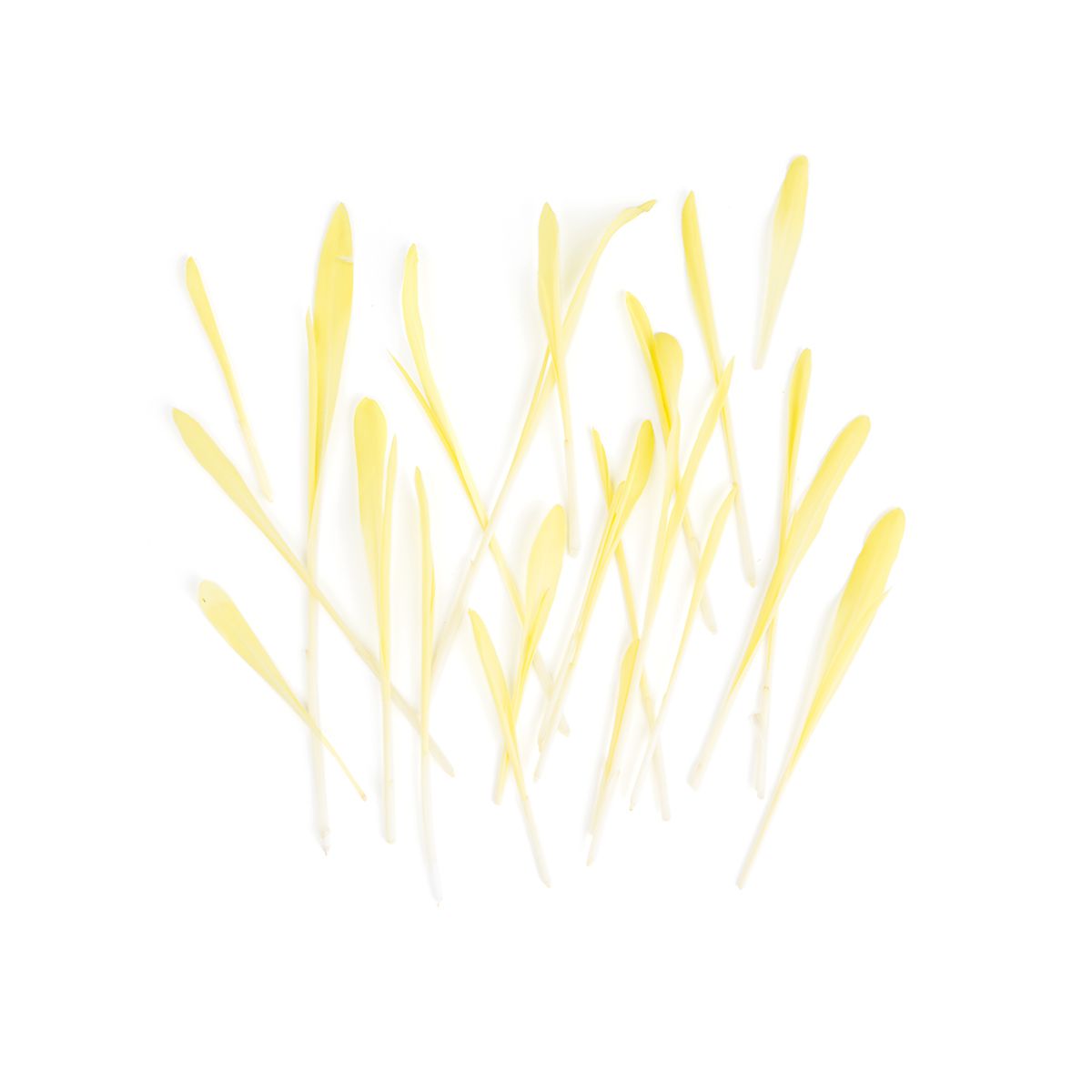 Wholesale Fresh Origins Gold Pea Shoots- Bulk