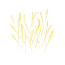 Wholesale Fresh Origins Gold Pea Shoots- Bulk