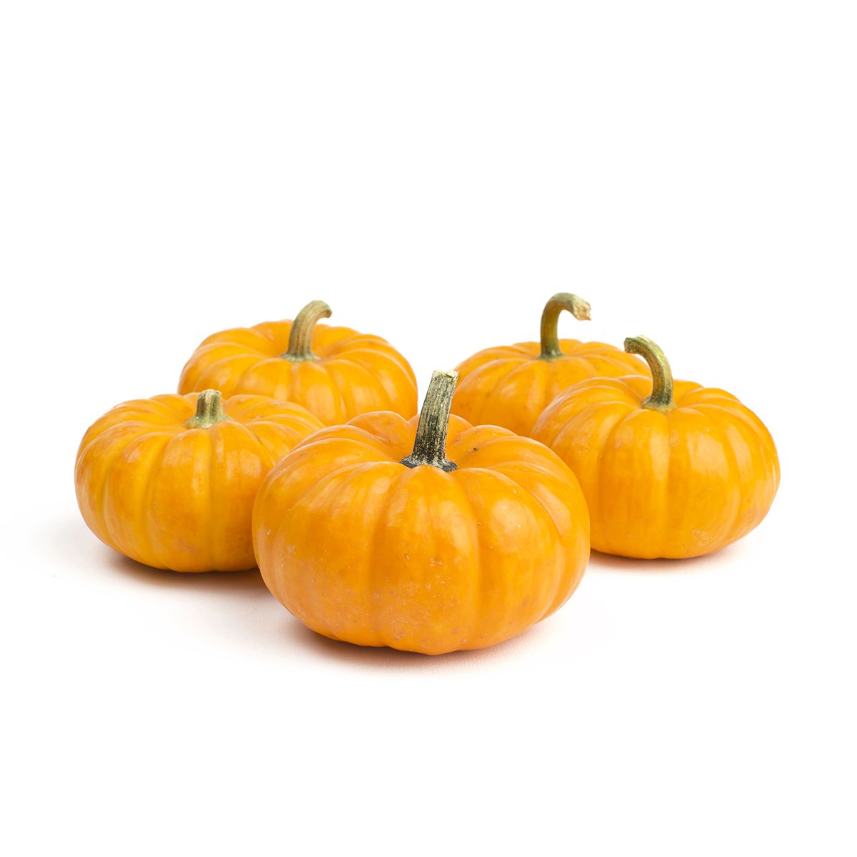 Wholesale BoxNCase Mini Pumpkins-20 LB Bulk