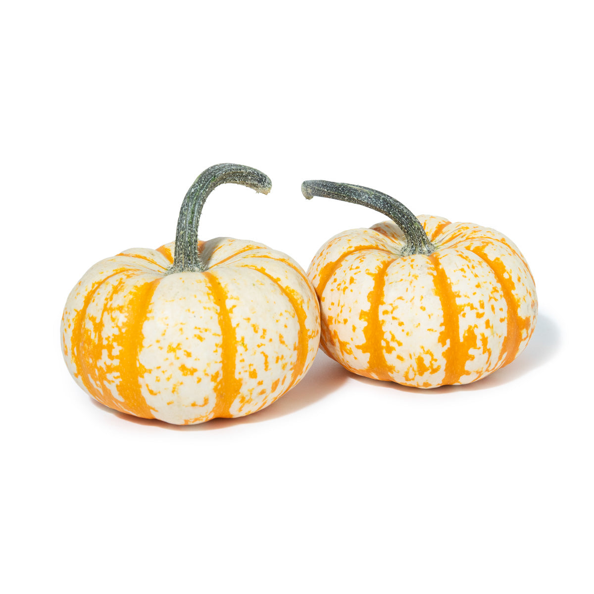 Wholesale BoxNCase Tiger Stripe Pumpkins- Bulk