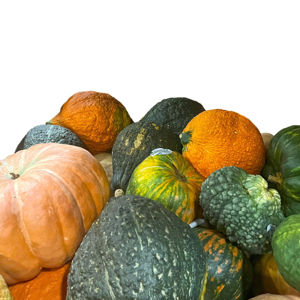 Wholesale BoxNCase Autumn Couleur Pumpkins-45 CT Bulk