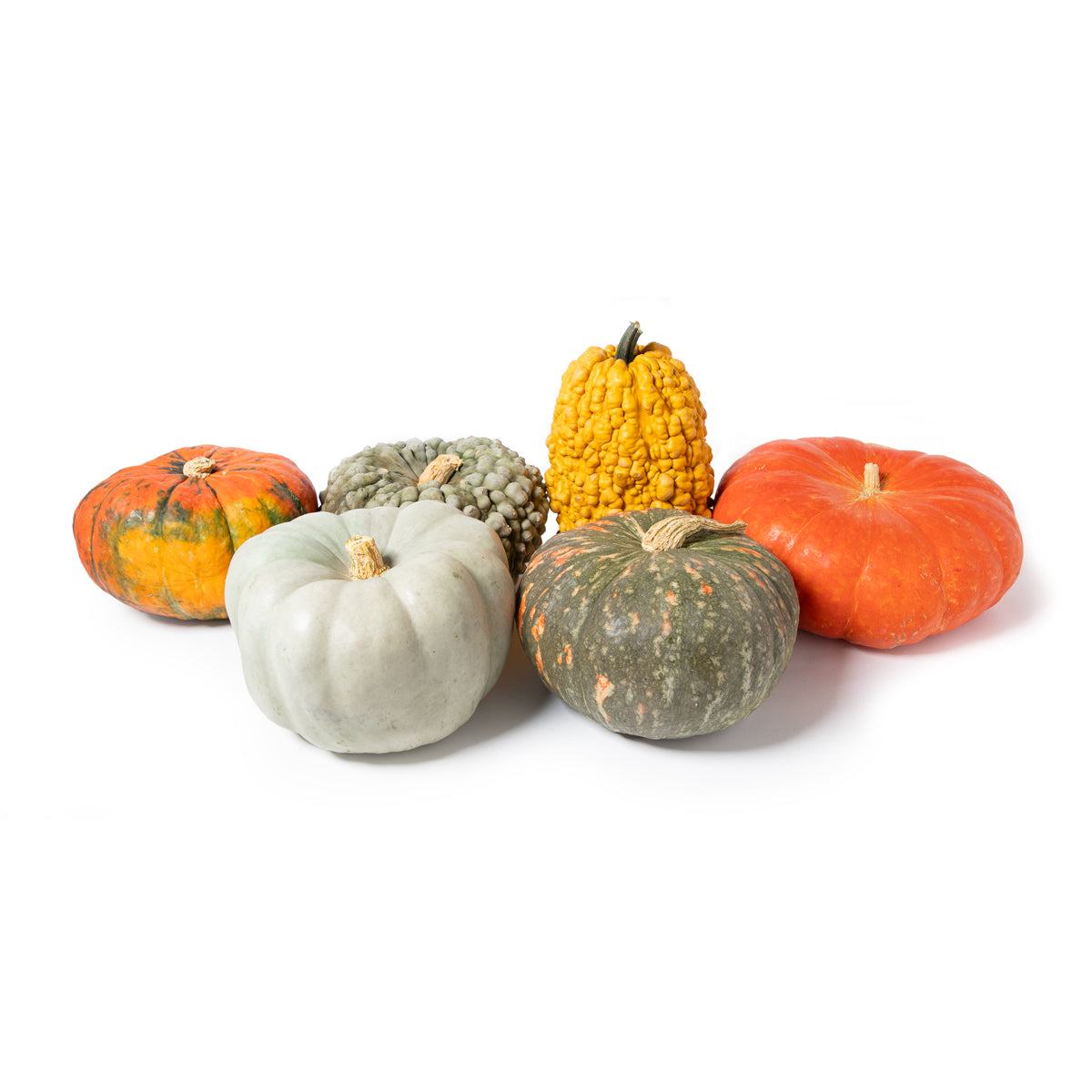 Wholesale BoxNCase Autumn Couleur Pumpkins- Bulk
