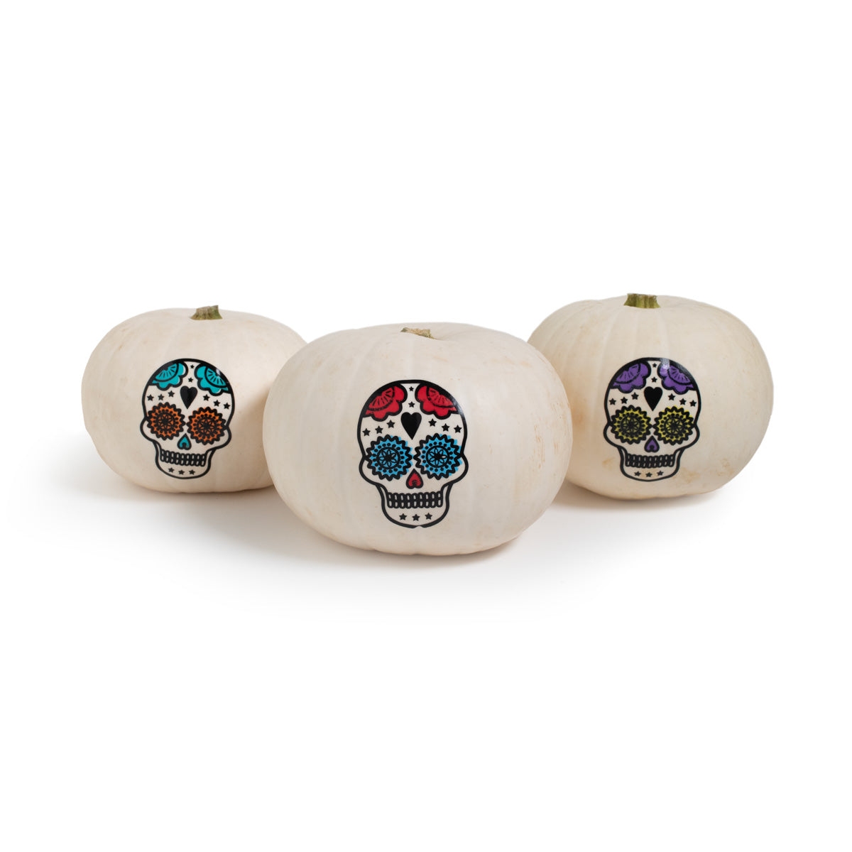 Wholesale Bay Baby Produce White Skull Pumpkins- Bulk