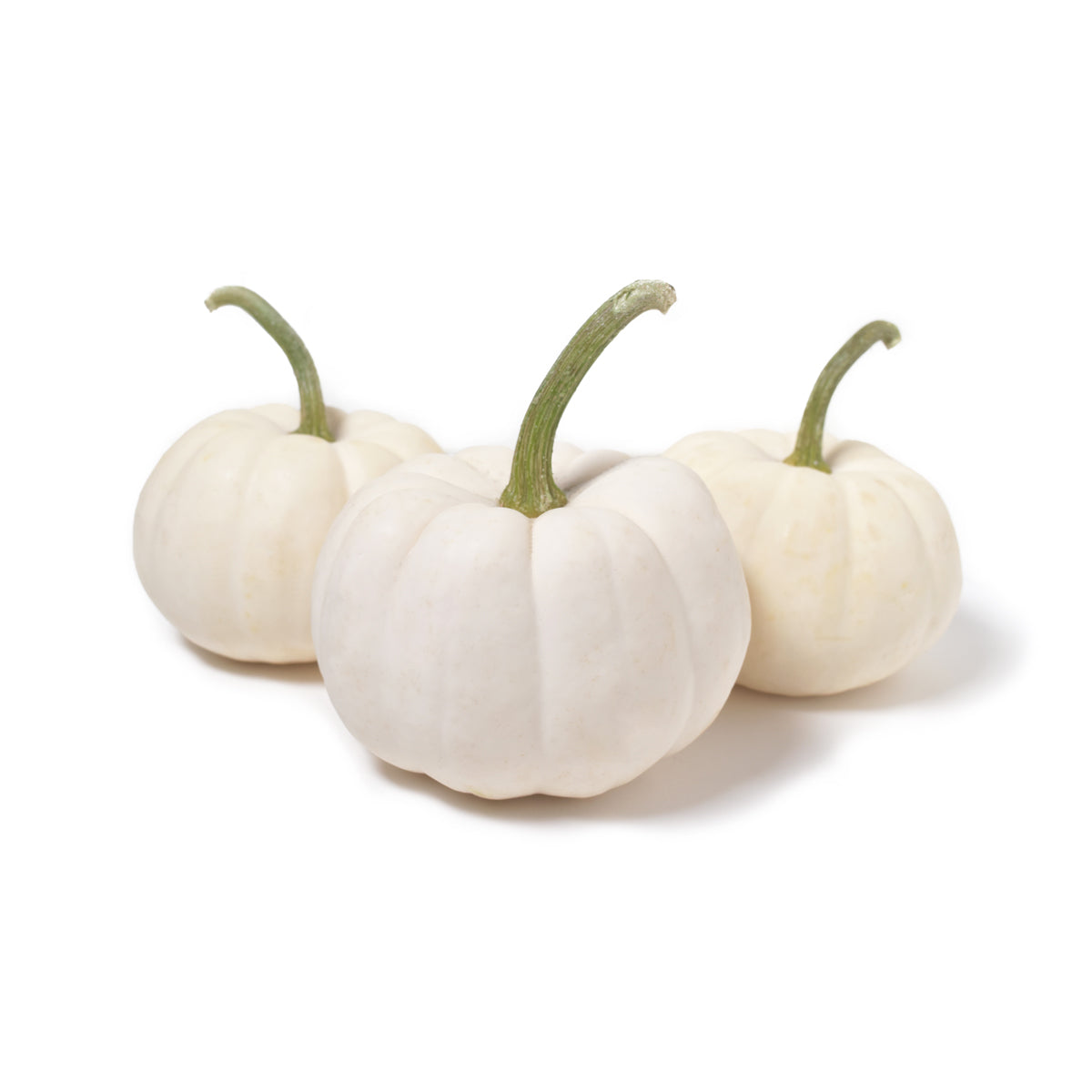 Wholesale BoxNCase White Casper Pumpkins-8 CT Bulk