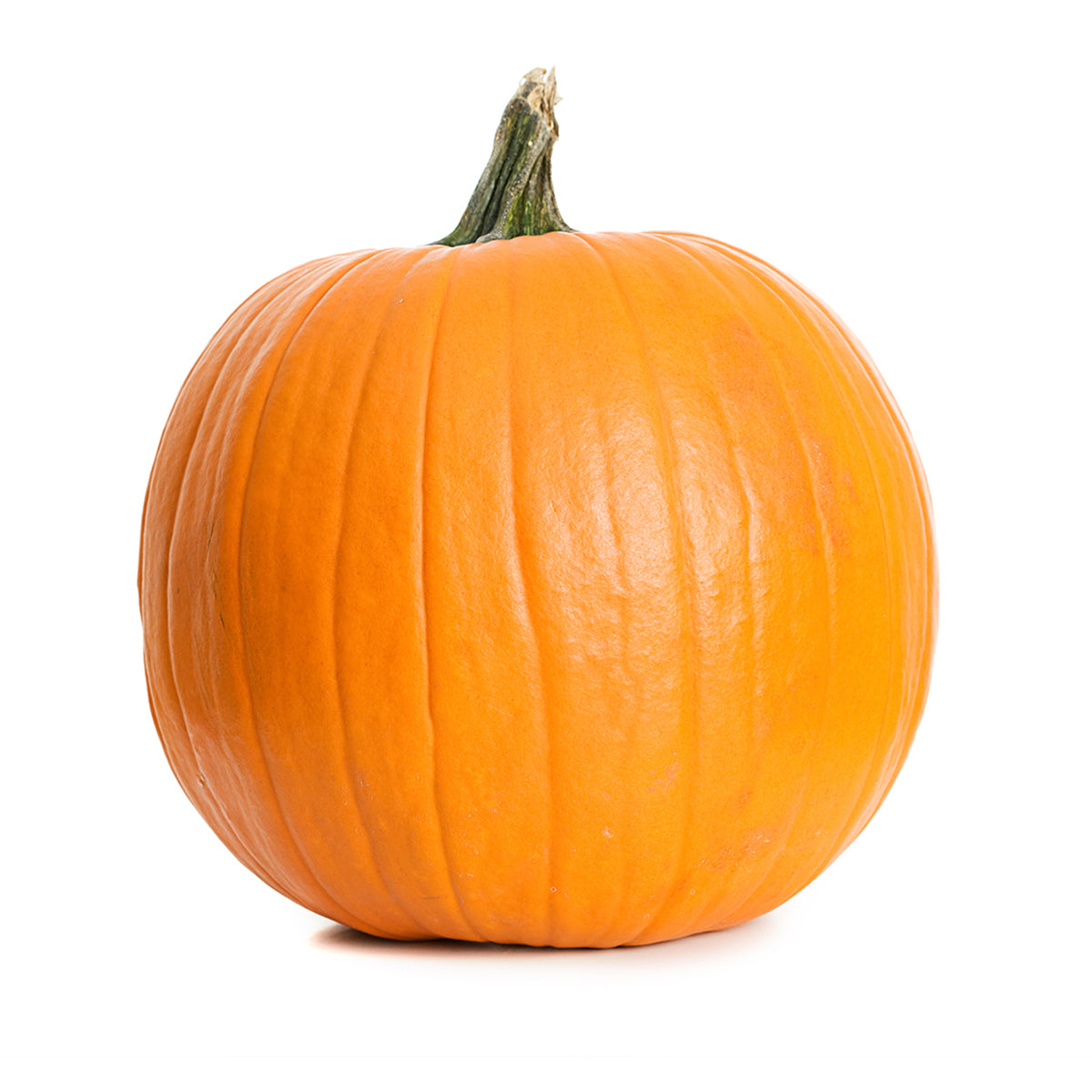 Wholesale BoxNCase Extra Large Pumpkins 30-34 LB-25 CT BIN Bulk