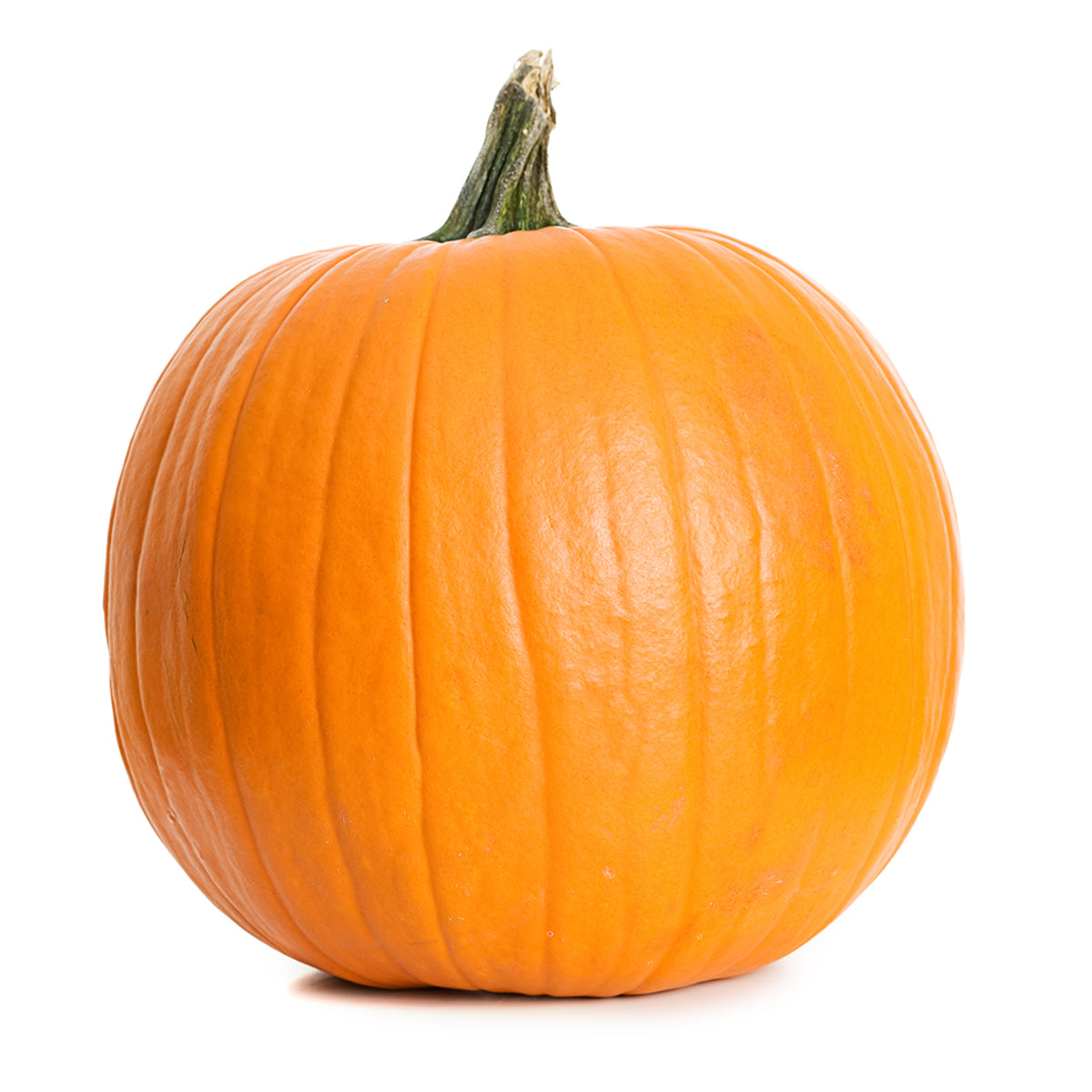 Wholesale BoxNCase Extra Large Pumpkin 30-34 LB- Bulk