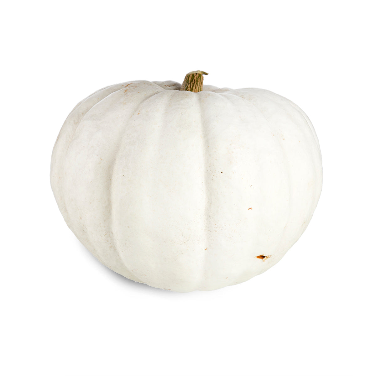 Wholesale BoxNCase White Pumpkins 5-10 LB-60 CT BIN Bulk