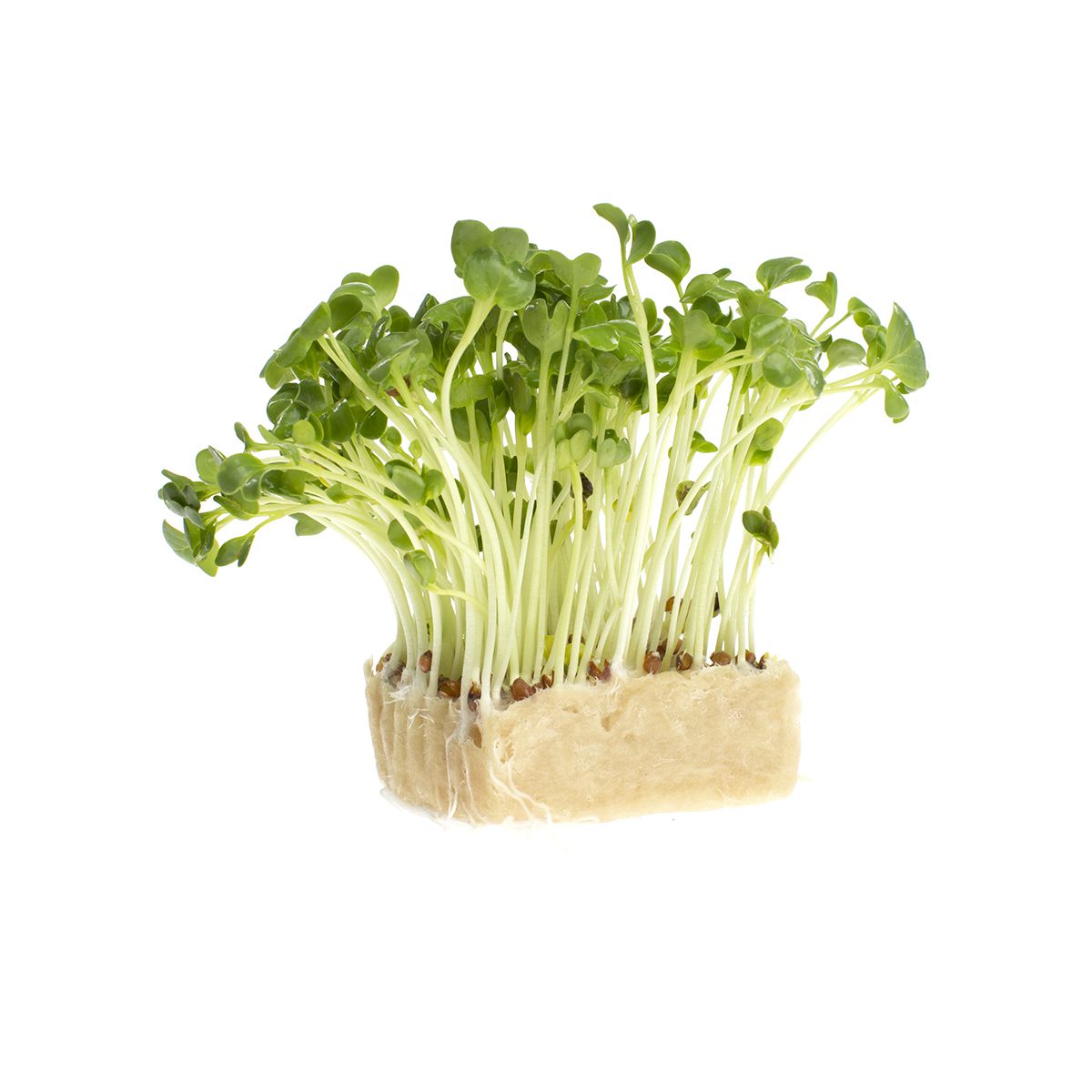 Wholesale Koppert Cress Daikon Radish Cress-16 CT Bulk