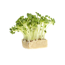 Koppert Cress Daikon Radish Cress