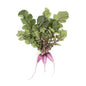 Wholesale Babe Farms Purple Ninja Radishes- Bulk