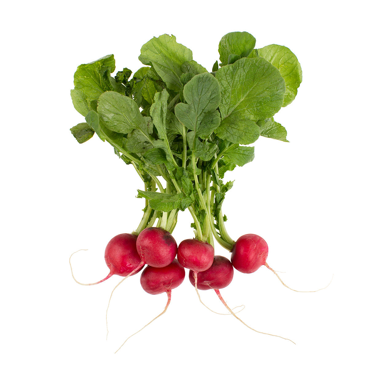 Wholesale BoxNCase Bunched Radishes-6 BU Bulk