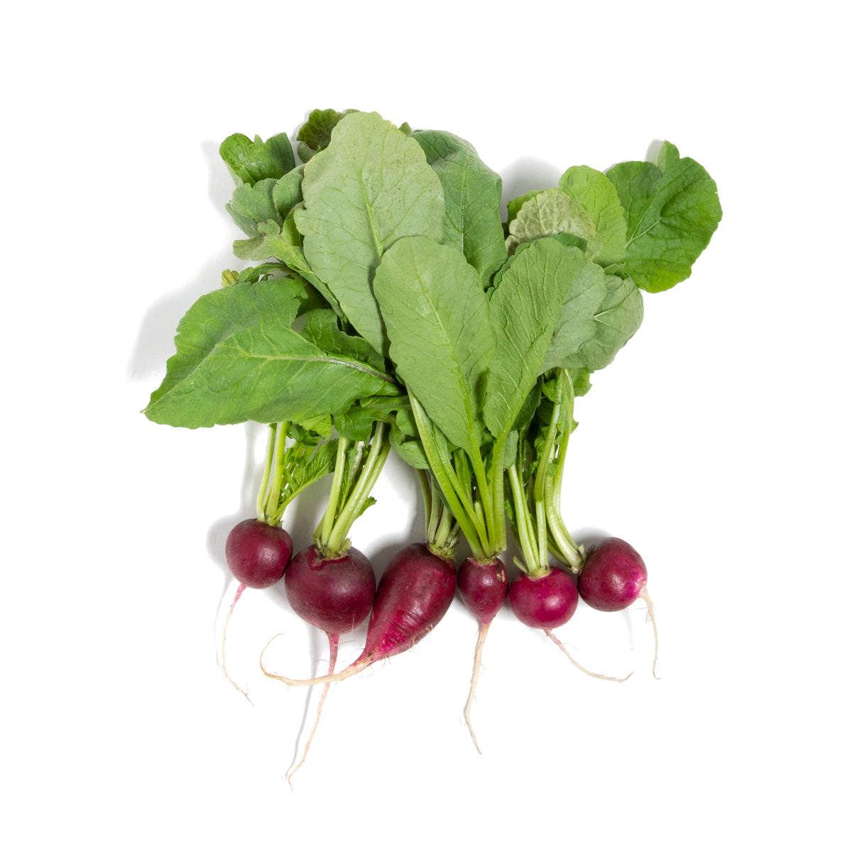 Wholesale BoxNCase Local Amethyst Radishes-24 Ct Case Bulk