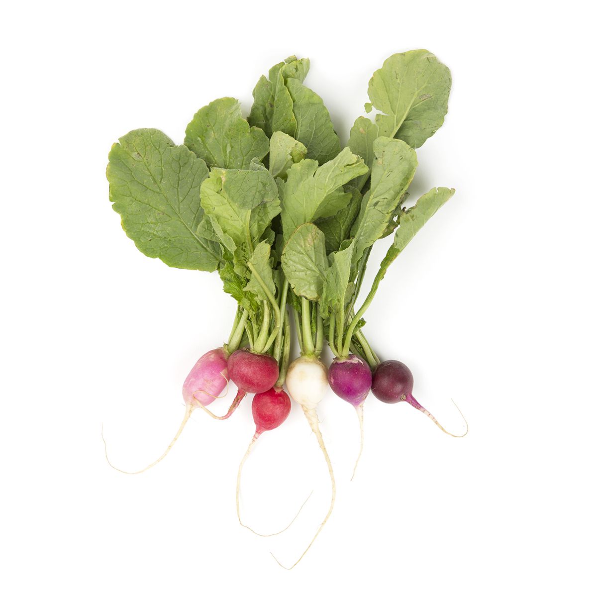 Wholesale BoxNCase Organic Easter Radishes-24 Ct Case Bulk