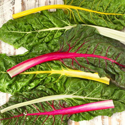 Wholesale BoxNCase Organic Rainbow Swiss Chard- Bulk