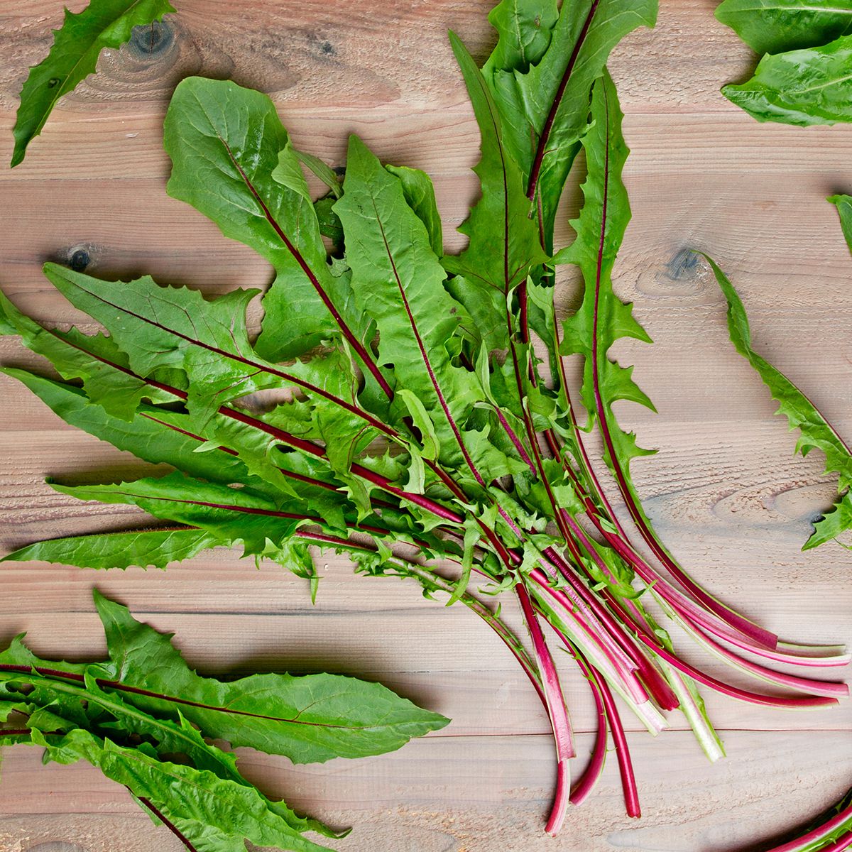 Wholesale BoxNCase Organic Red Dandelion- Bulk