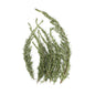 Wholesale BoxNCase Rosemary- Bulk