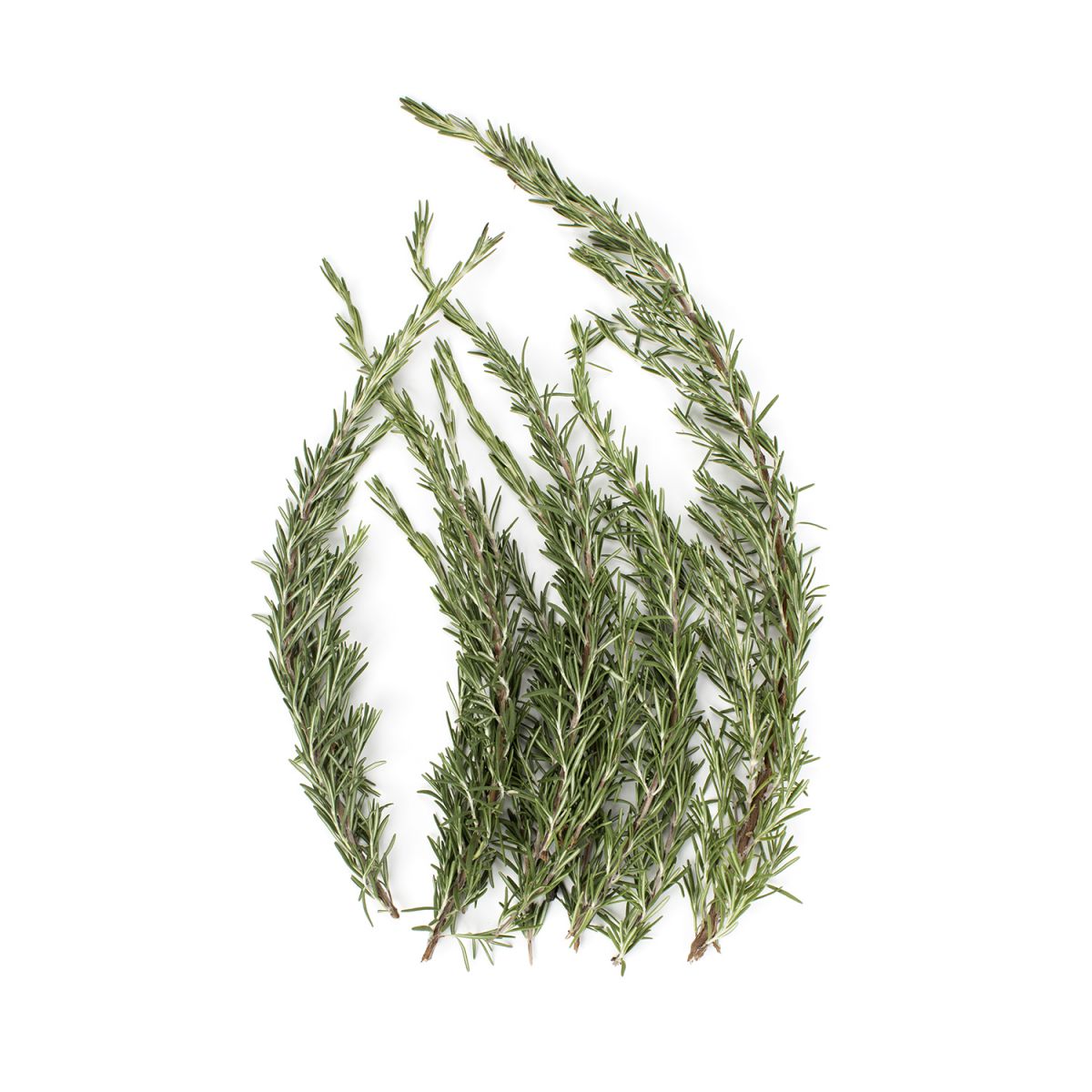 Wholesale BoxNCase Rosemary- Bulk