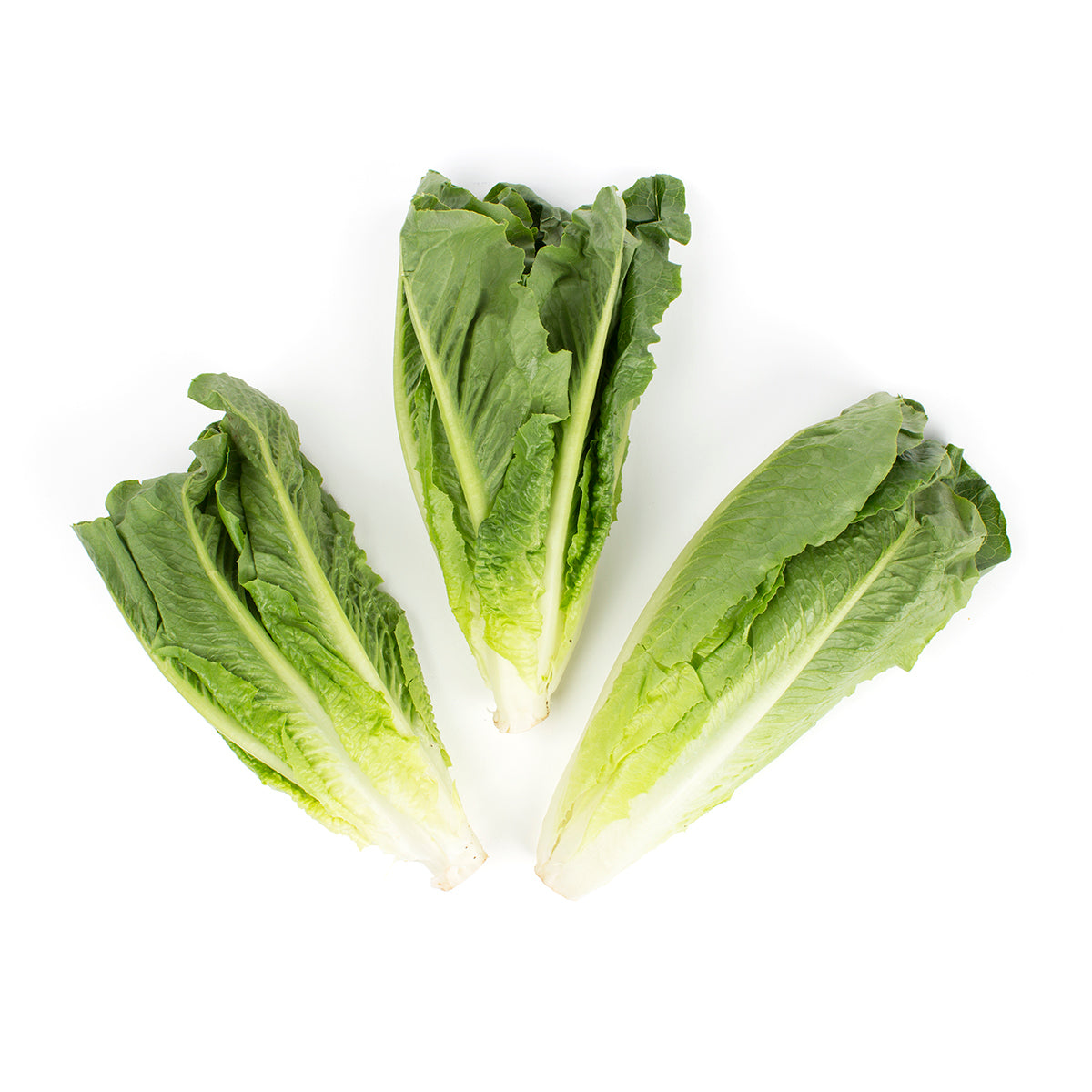 Wholesale BoxNCase Romaine Hearts- Bulk