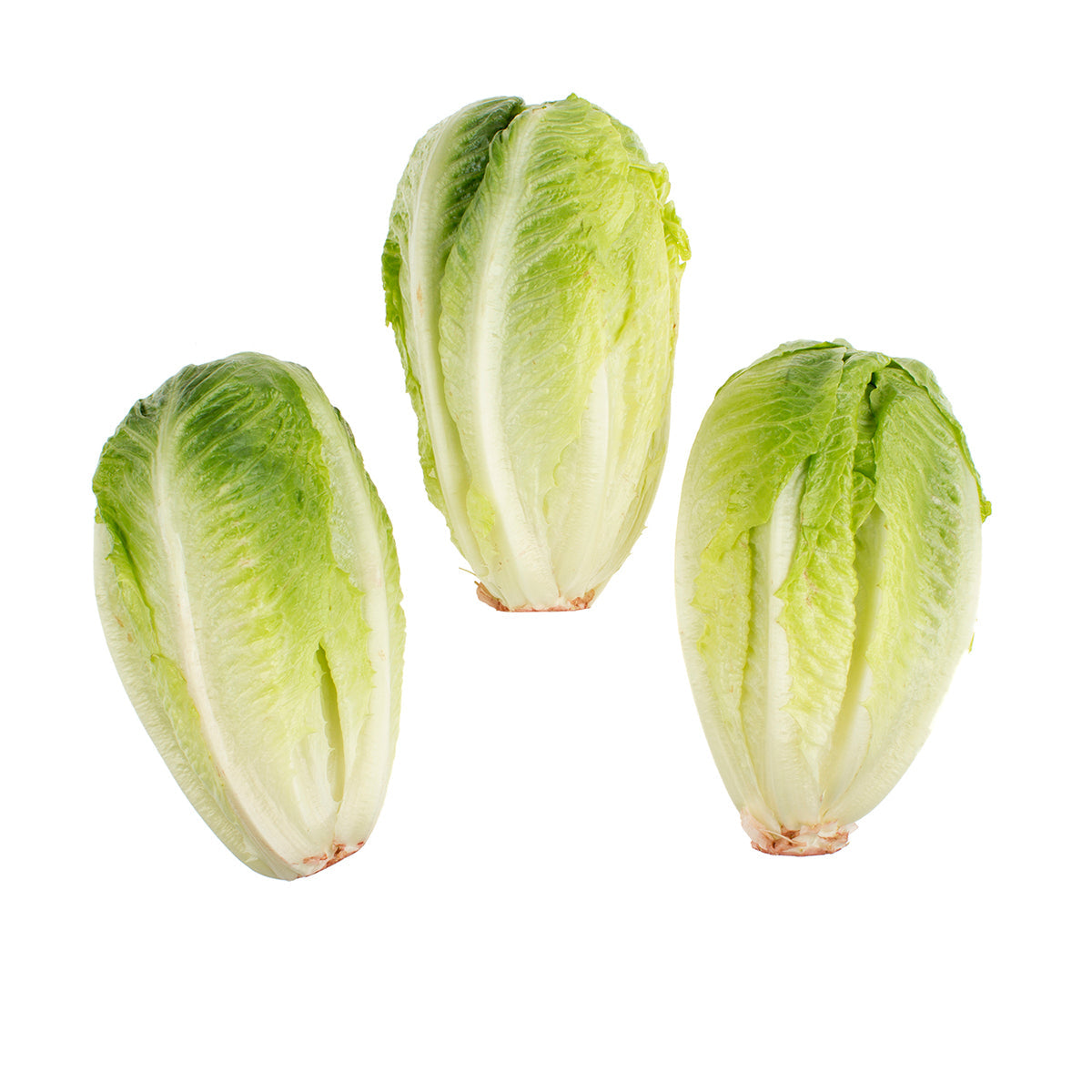 Wholesale BoxNCase Baby Romaine Hearts- Bulk