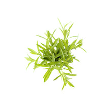 Wholesale BoxNCase Savory- Bulk