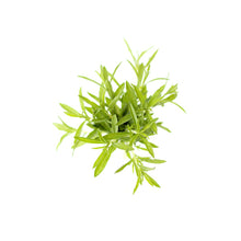 Wholesale BoxNCase Savory-3 Pack Bulk