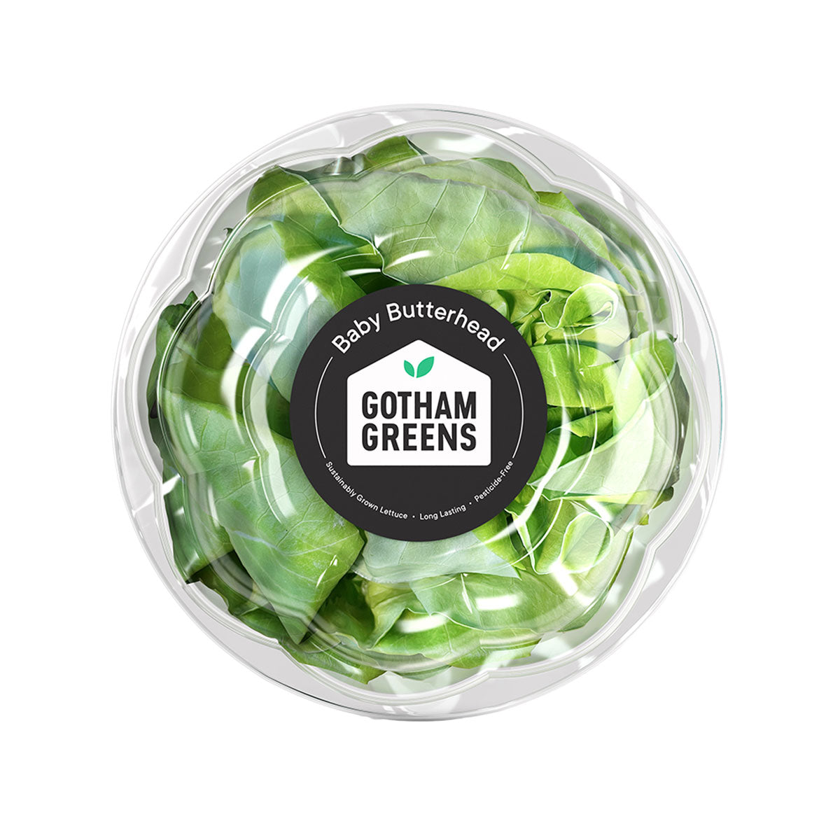 Wholesale Gotham Greens Baby Butterhead Lettuce 1 EA- Bulk