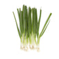 Wholesale BoxNCase Scallions 12 CT- Bulk