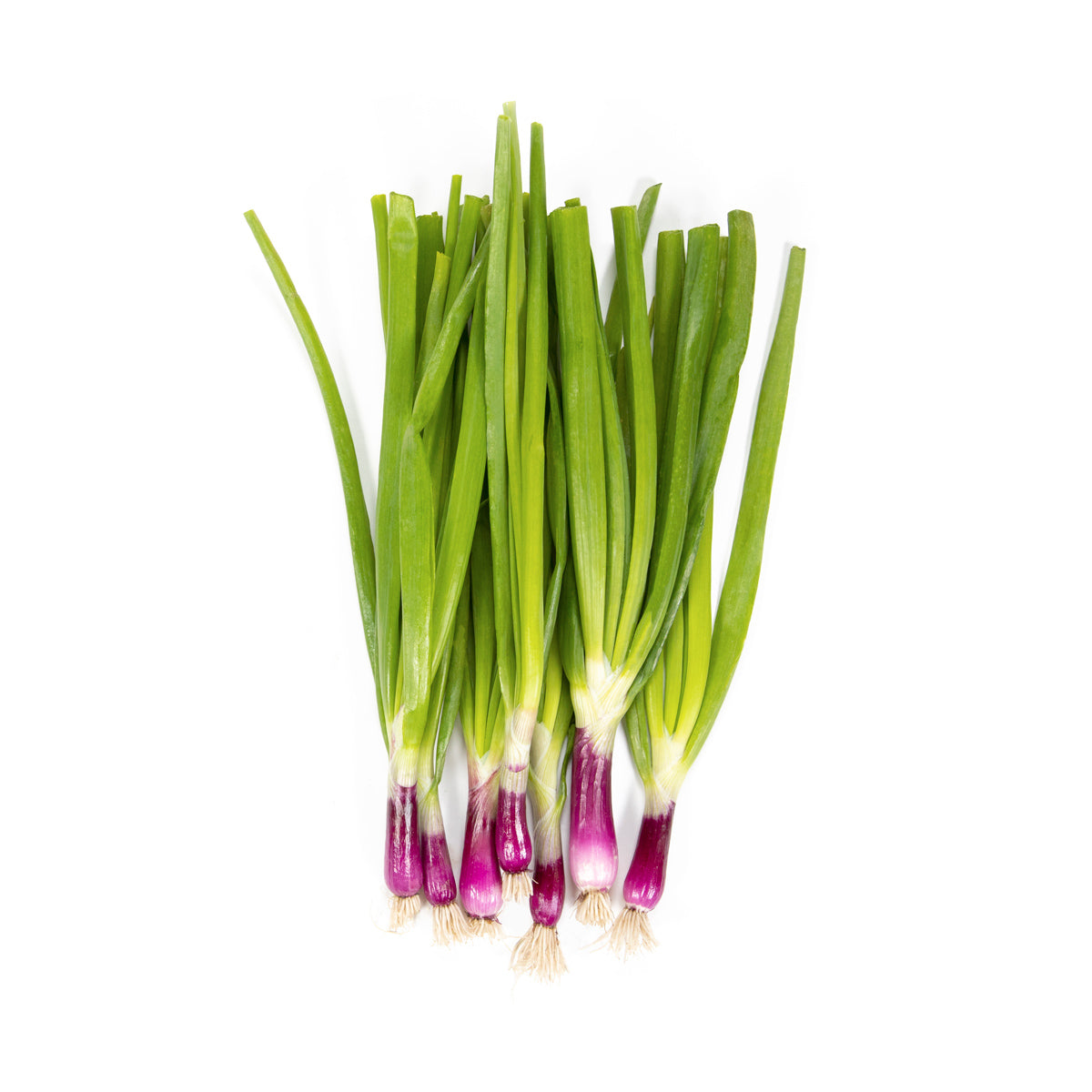 Little Bear Iced Purple Scallions