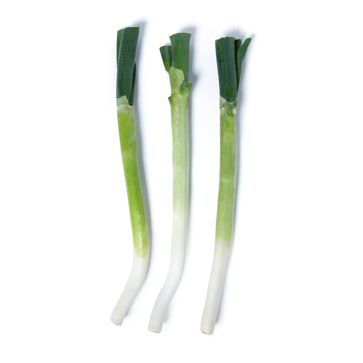 Wholesale Girl & Dug Farm Tokyo Negi Scallions- Bulk