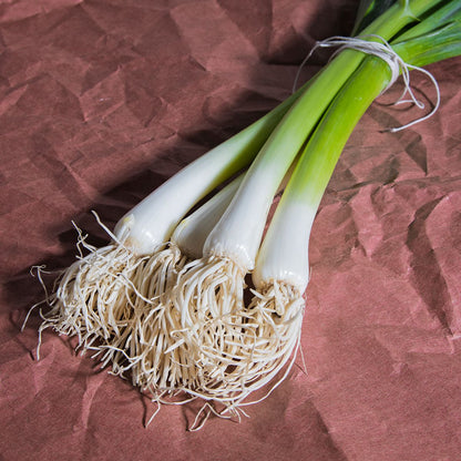 Wholesale BoxNCase Organic Scallions- Bulk