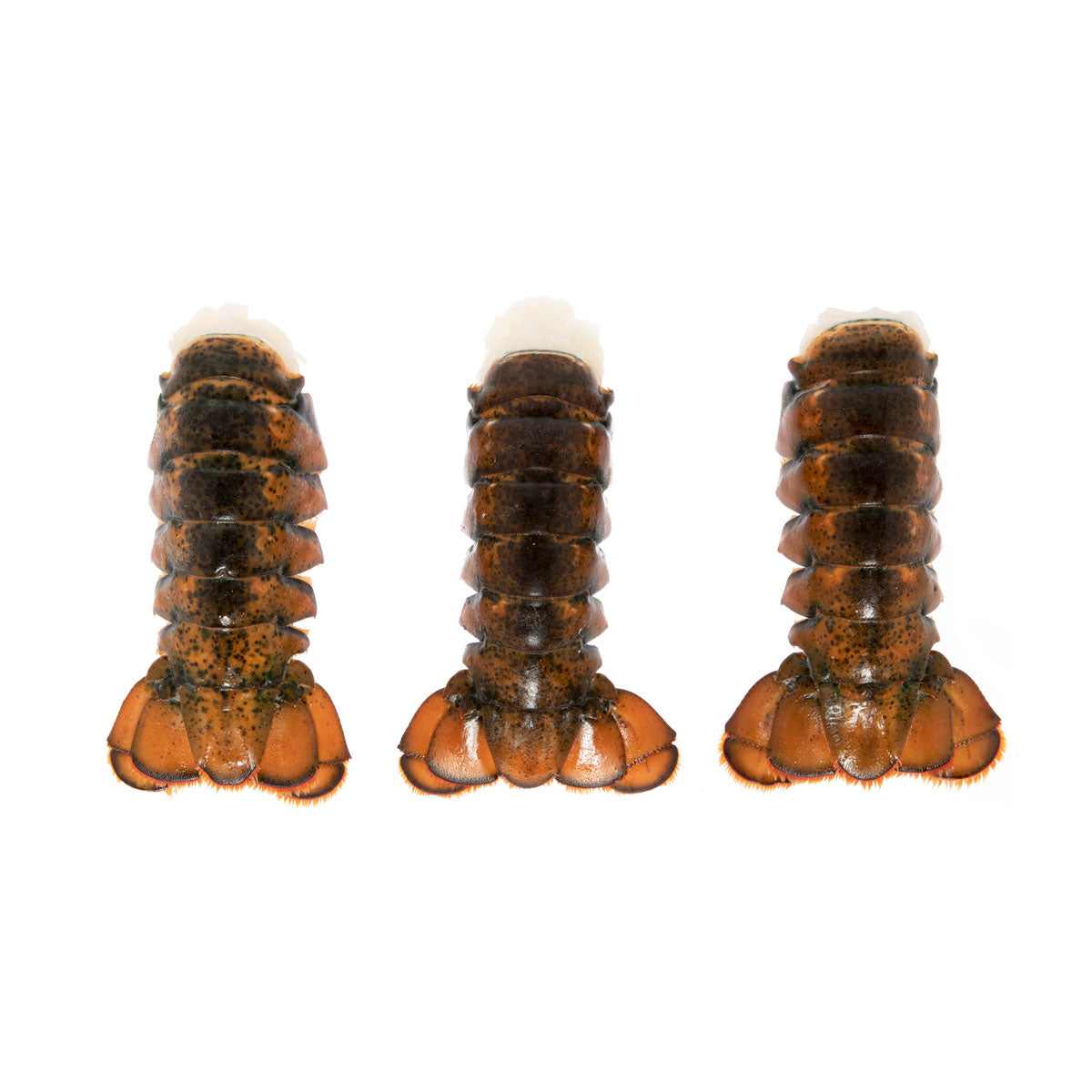 Greenhead Lobster Frozen Lobster Tails 5-6 Oz Box