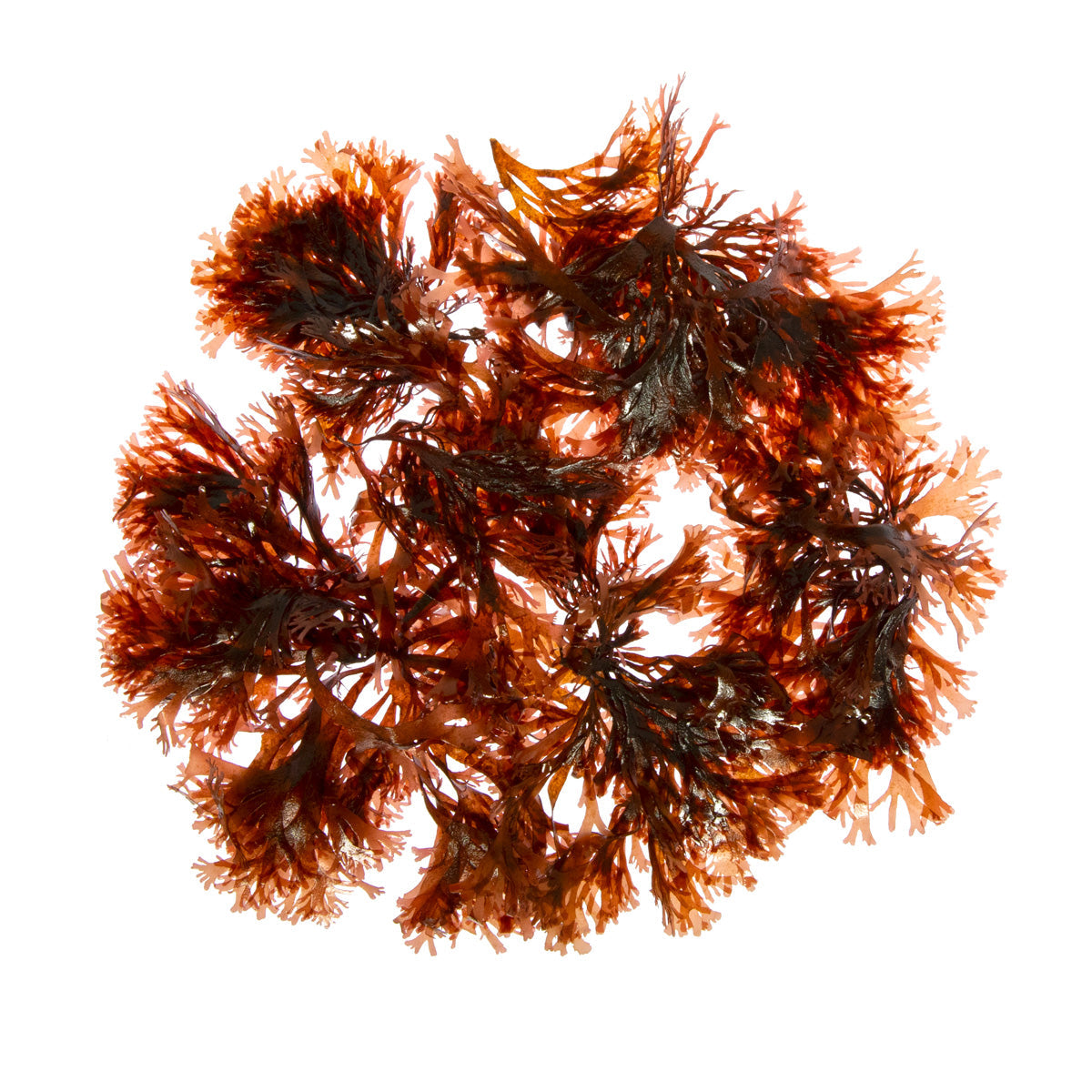 Wholesale Monterey Bay Seaweed Company Dulse Seaweed-8 OZ Bulk