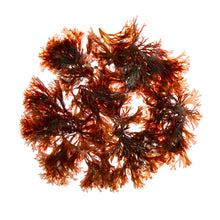 Wholesale Monterey Bay Seaweed Company Dulse Seaweed- Bulk