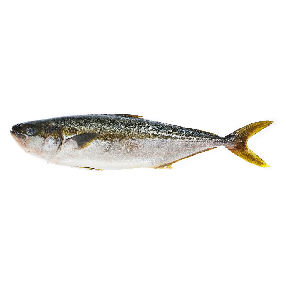 Wholesale Pierless Fish Whole Farmed Hiramasa- Bulk