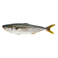 Wholesale Pierless Fish Whole Farmed Hiramasa- Bulk