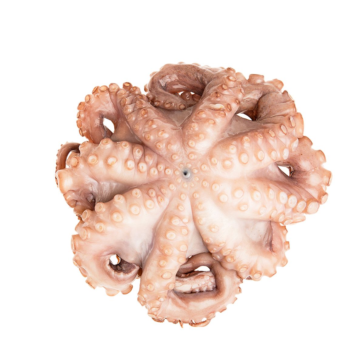 Wholesale Val'S Ocean Pacific Seafood Tumbled and Tenderized Mediterranean Octopus IQF 2-4 LB-26.4 LB Bulk