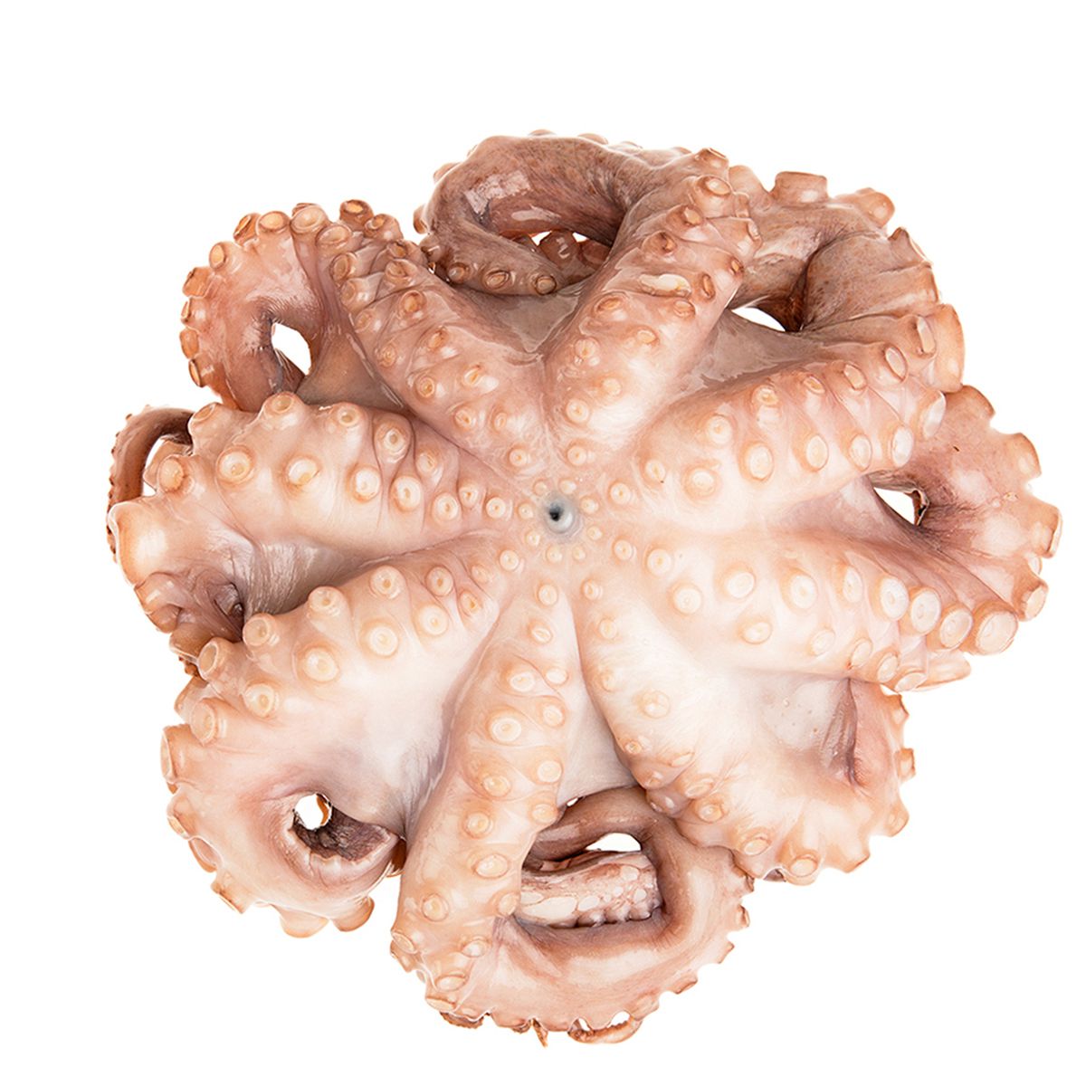 Wholesale Val'S Ocean Pacific Seafood Tumbled and Tenderized Mediterranean Octopus IQF-26.4 LB Bulk