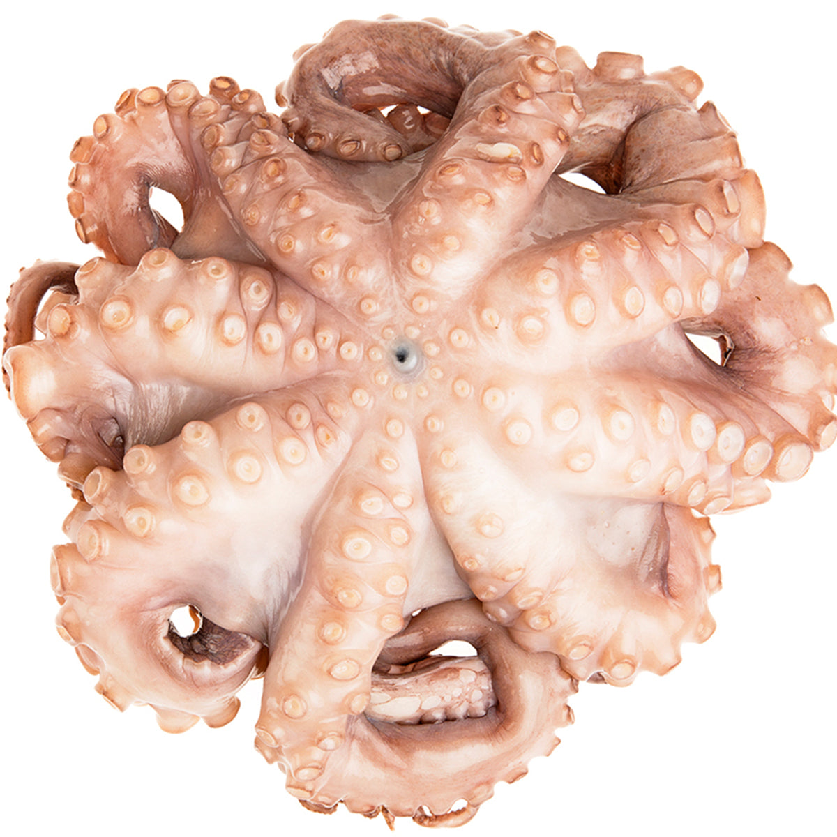 Val'S Ocean Pacific Seafood Tumbled and Tenderized Mediterranean Octopus IQF 6-8 LB