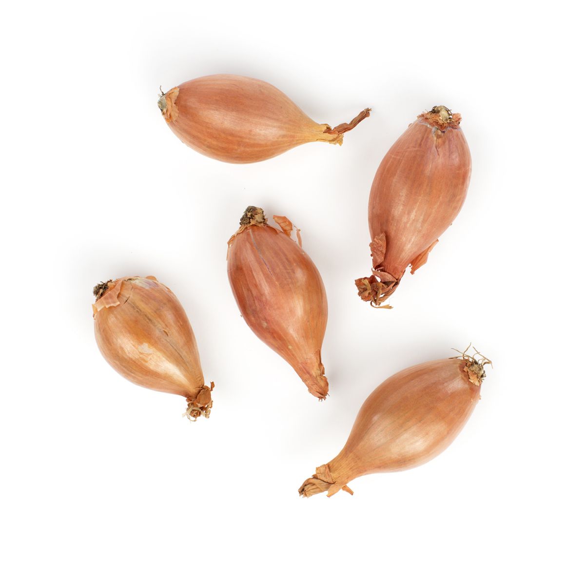 Wholesale BoxNCase Shallots-3 Pack Bulk