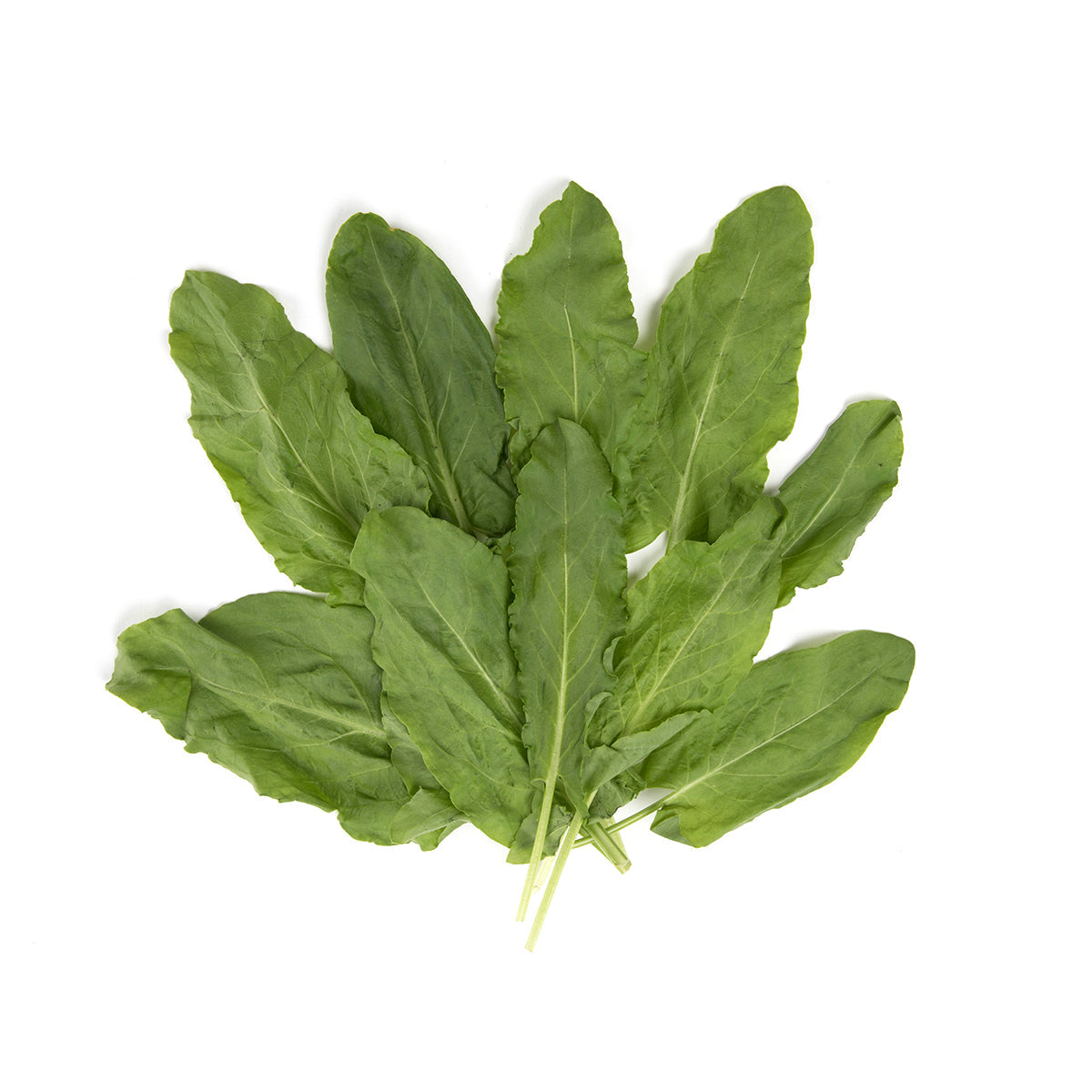 Wholesale BoxNCase Sorrel-3 Pack Bulk