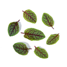 Wholesale Girl & Dug Farm KinderGreens® Blood Sorrel- Bulk