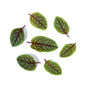 Wholesale Girl & Dug Farm KinderGreens® Blood Sorrel- Bulk