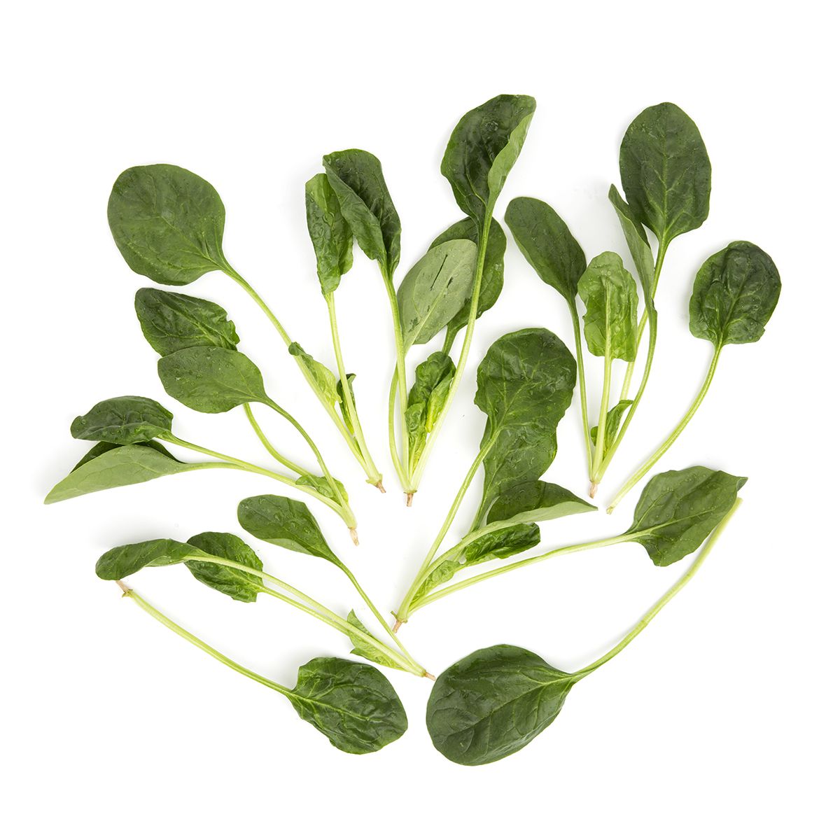 Wholesale BoxNCase Bunched California Flat Leaf Spinach-24 BU Bulk