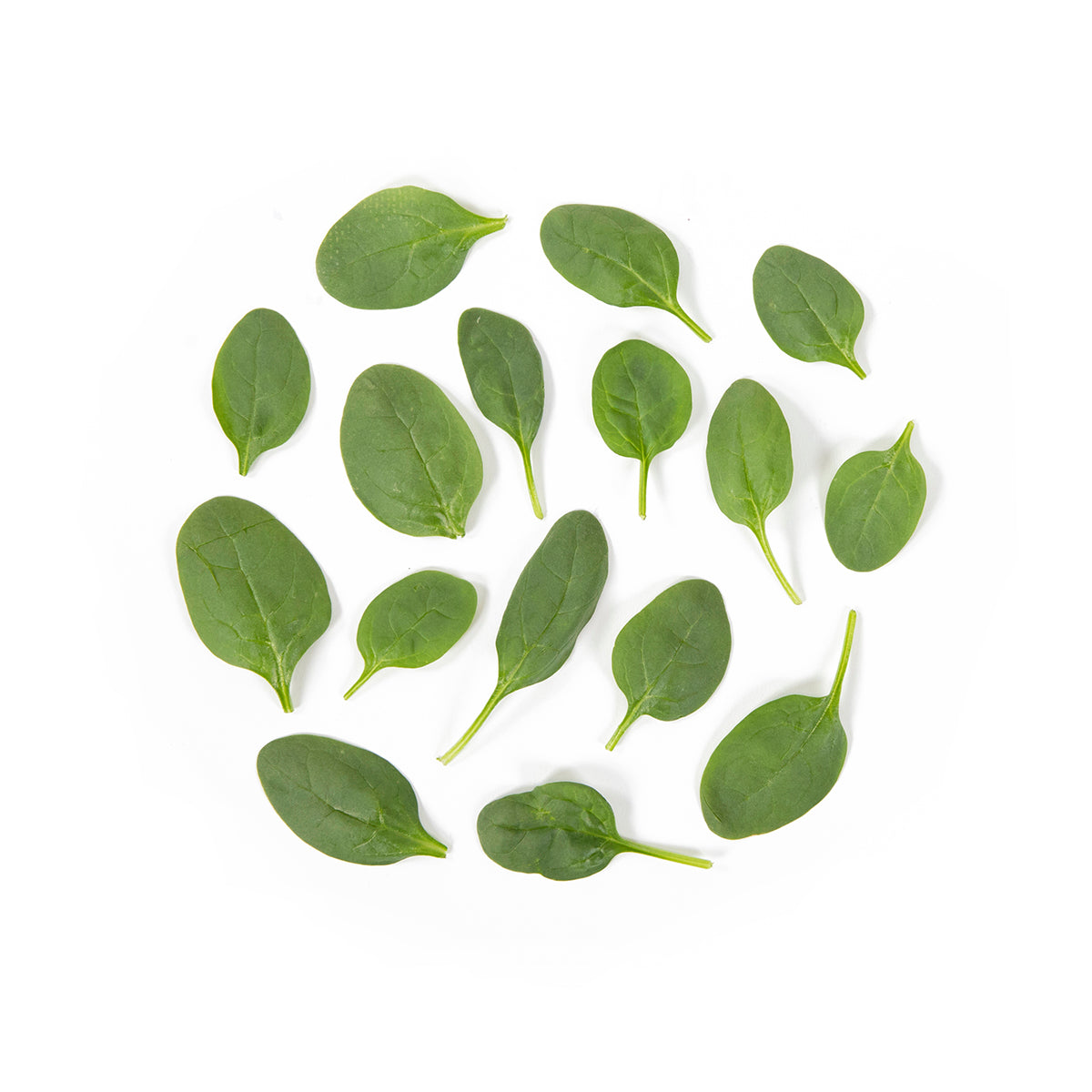 Wholesale B&W Baby Spinach 2 LB- Bulk