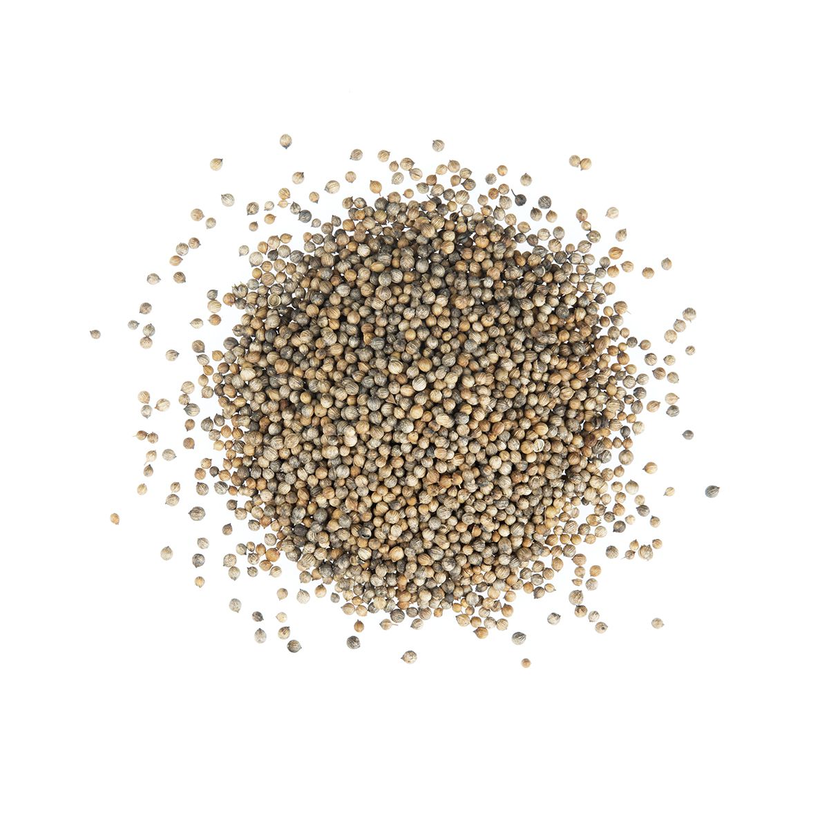 Wholesale Diretta Coriander Seeds- Bulk