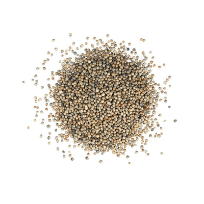 Wholesale Diretta Coriander Seeds- Bulk